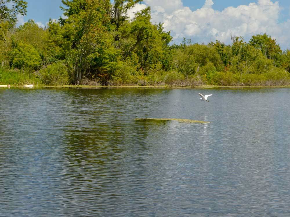 White bird flying low over the lake at LAKE PAN RV VILLAGE