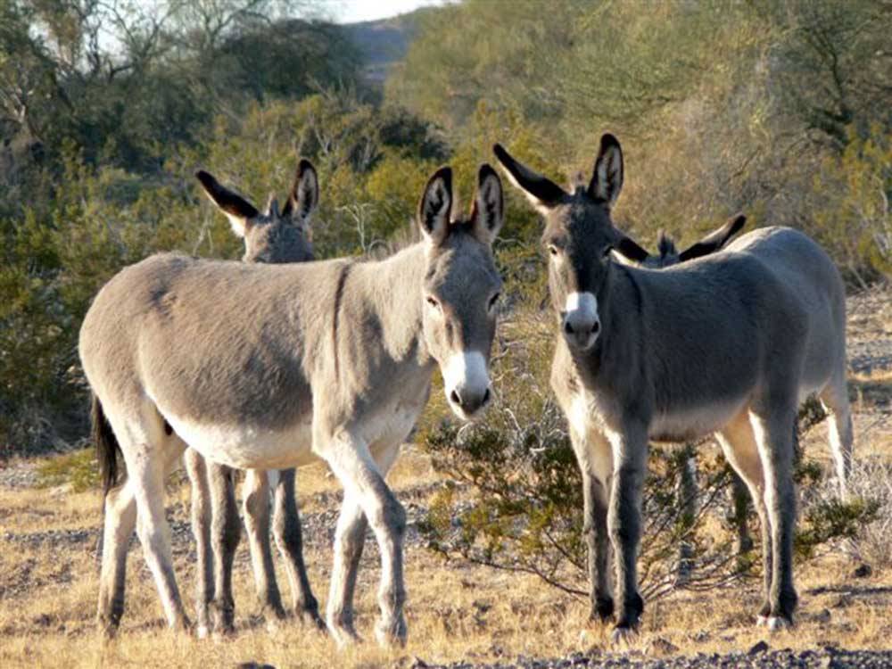 Three donkeys in the mountains nearby at BLACK ROCK RV VILLAGE