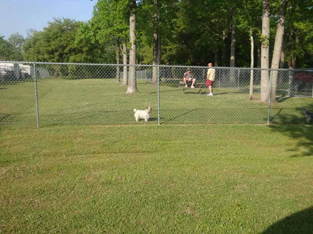A dog in the fenced in pet area at OAK PLANTATION CAMPGROUND