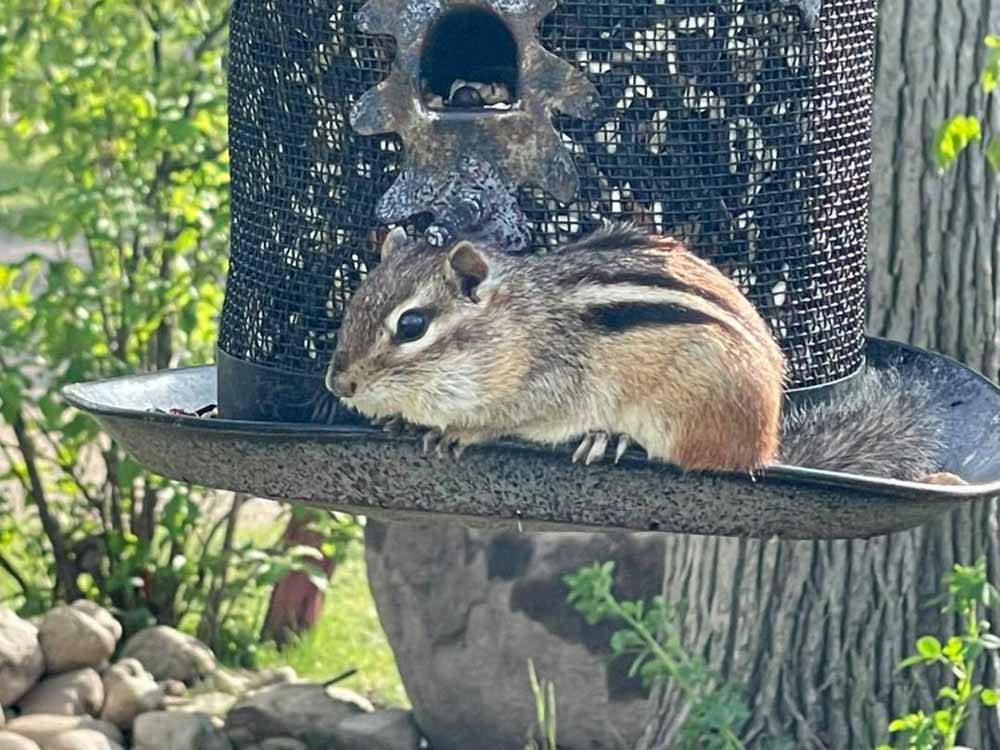 A squirrel on a bird feeder at ROYAL OAKS RV PARK
