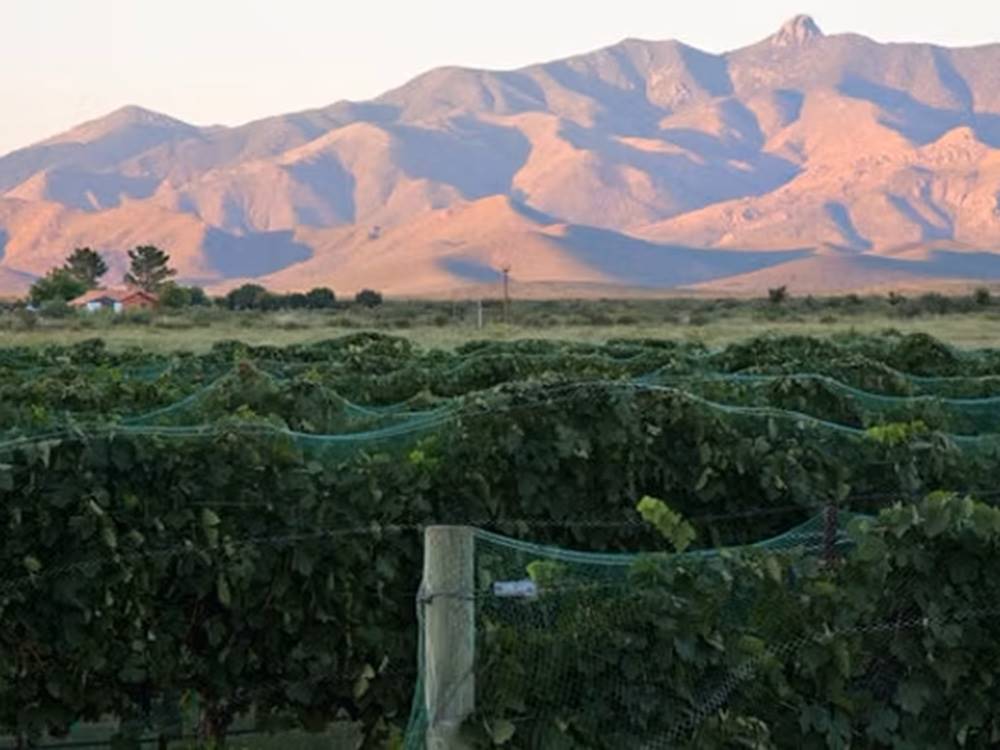 Local winery with mountains in the background nearby at Lifestyle RV Resort