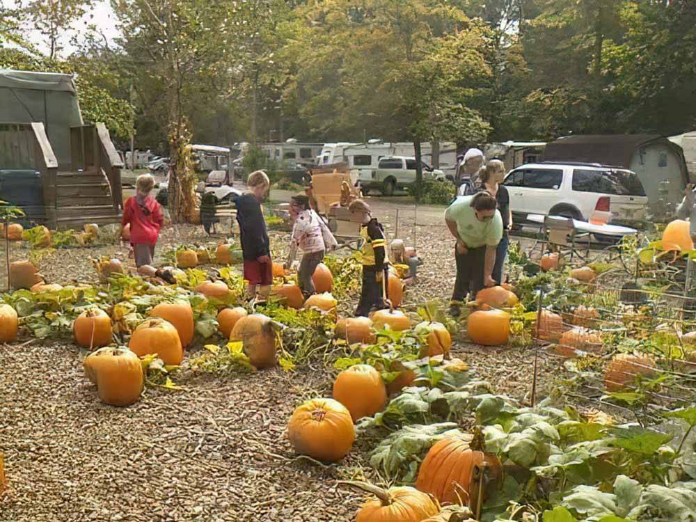 People in the pumpkin patch at TOWN & COUNTRY CAMP RESORT