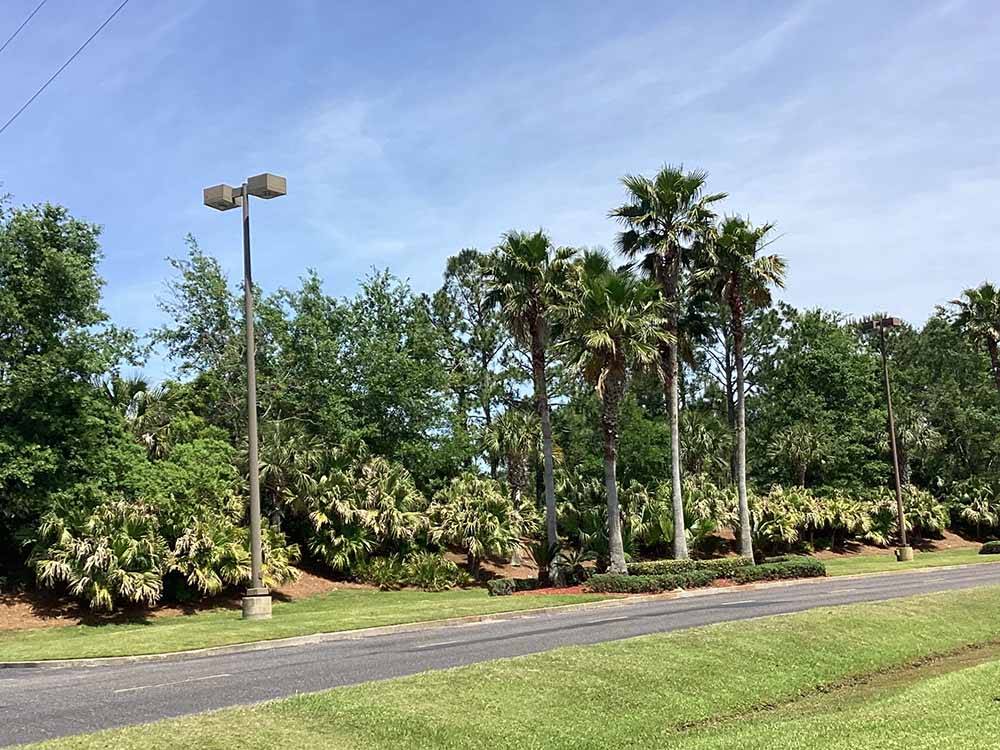 Road lined with trees and greenery at HOLLYWOOD CASINO RV PARK- GULF COAST