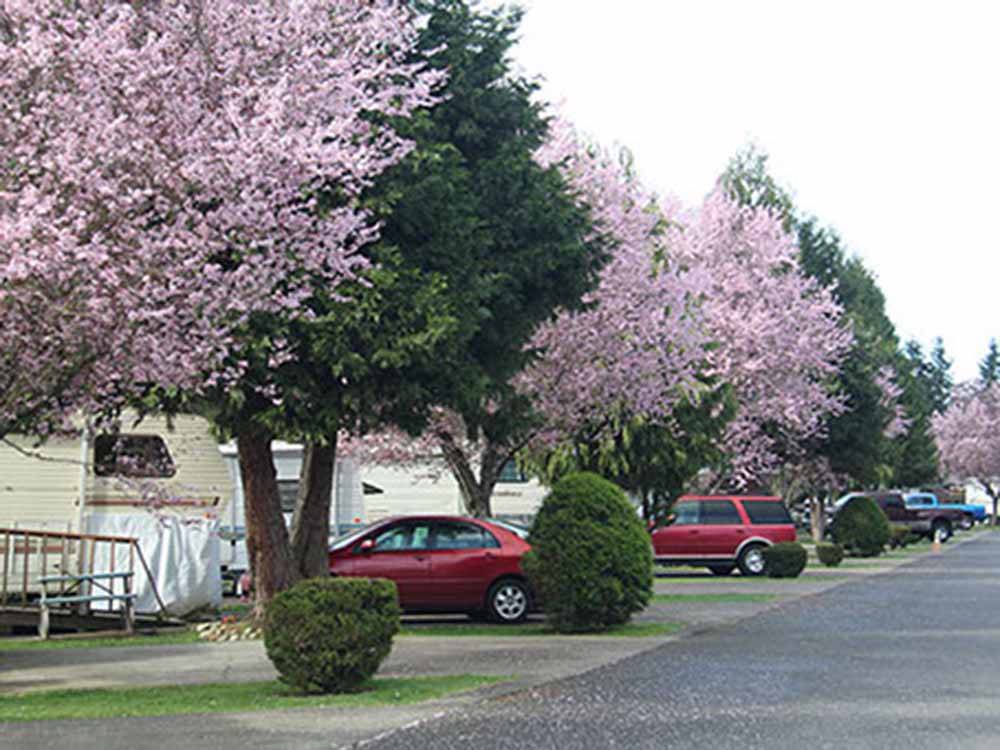 Flowering pink trees by the RV sites at MIDWAY RV PARK