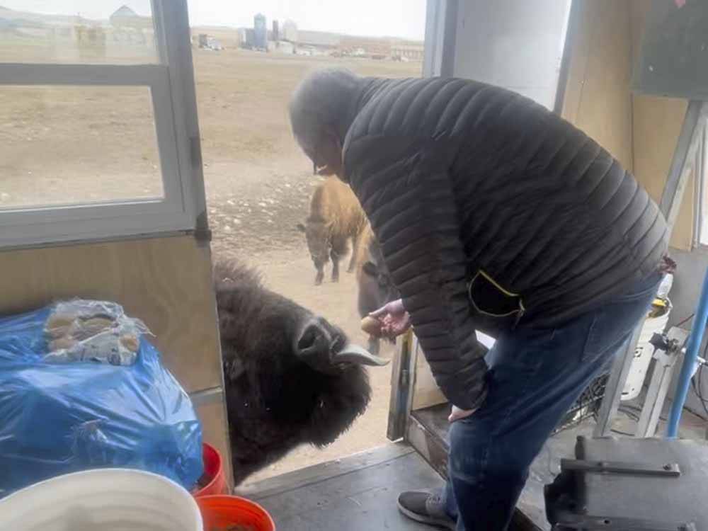A man feeding a bison at TERRY BISON RANCH RV PARK