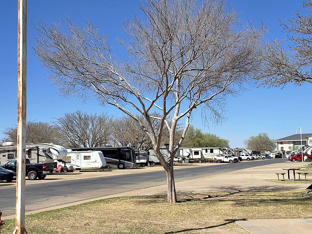 A tree with RVs in the background