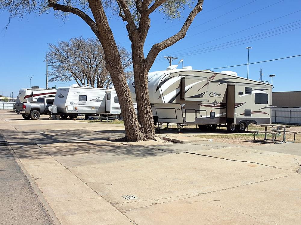 A tree near RV sites