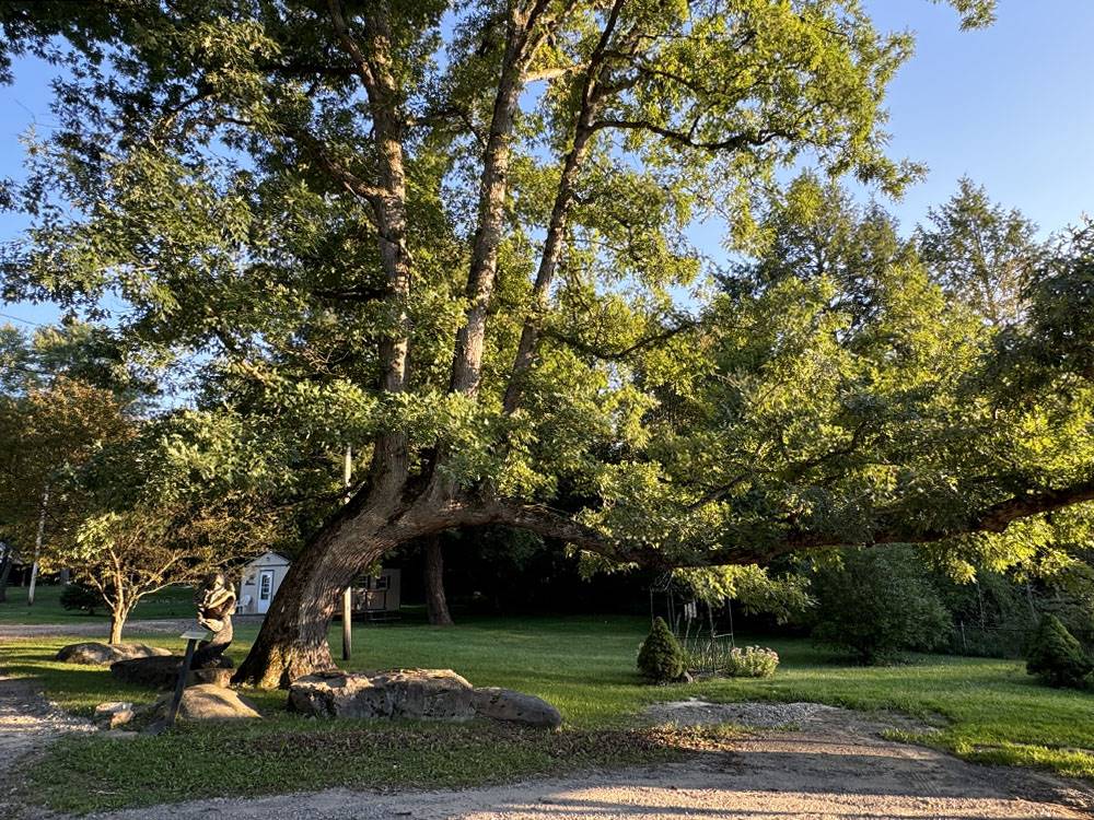 Trees at the park