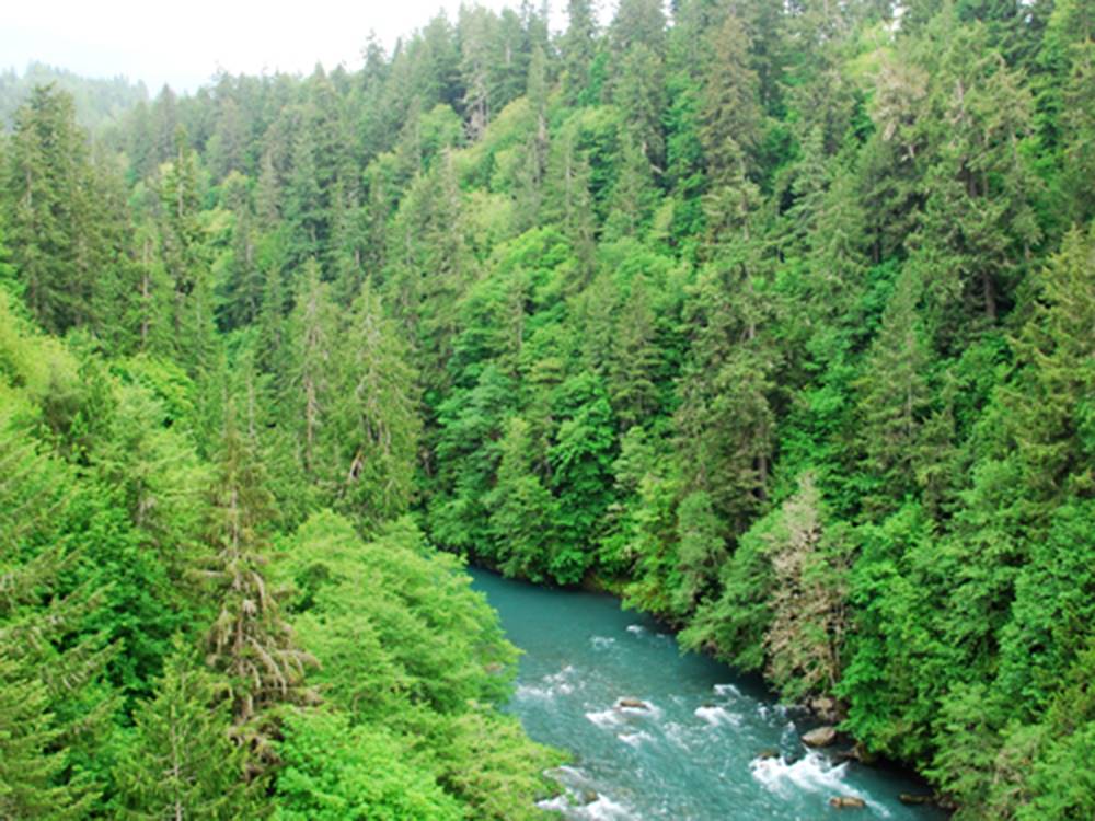 Aerial shot of white water between forested banks at ELWHA DAM RV PARK