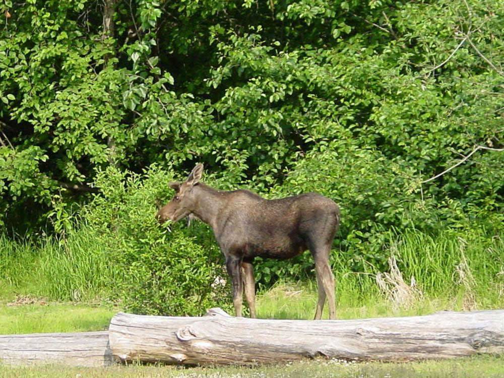 A moose grazing on foliage at ANCHORAGE SHIP CREEK RV PARK