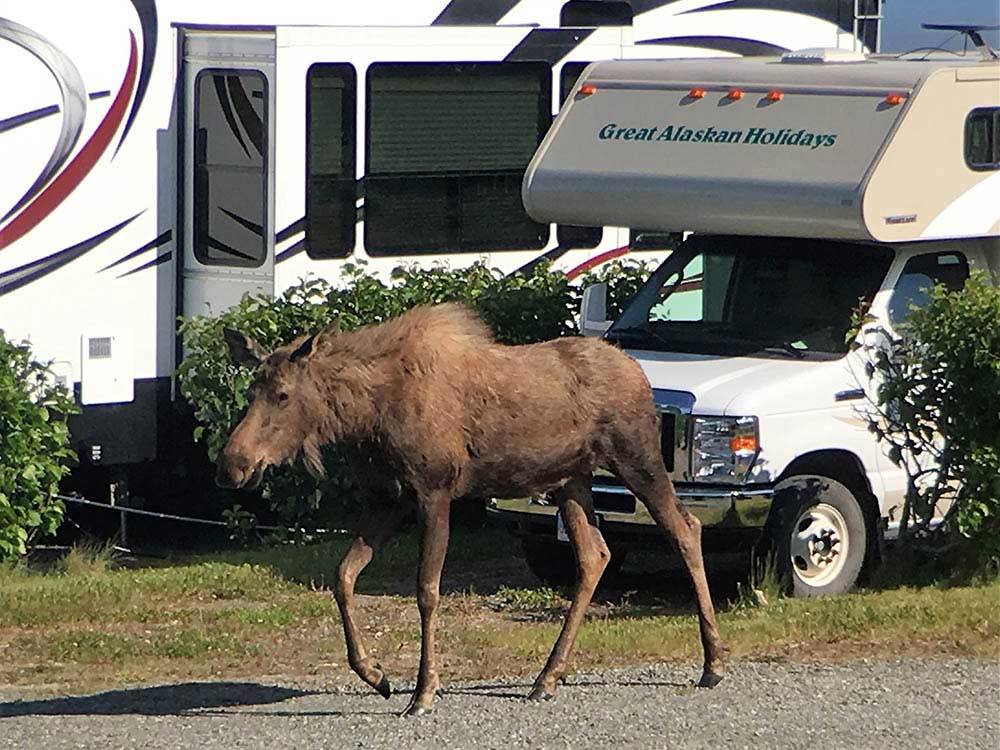 A moose walking through the campground at ANCHORAGE SHIP CREEK RV PARK