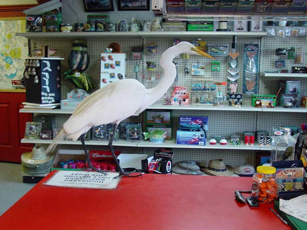 White bird standing on counter at general store at HIGHBANKS MARINA & CAMPRESORT
