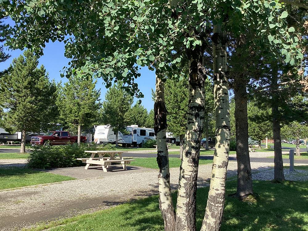 A tree and bench next to the RV site at YELLOWSTONE GRIZZLY RV PARK