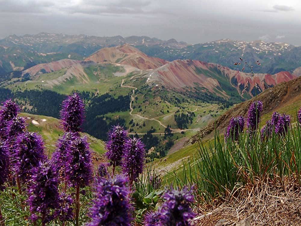 Breathtaking views of wildflowers and mountain vistas at SILVER SUMMIT RV PARK
