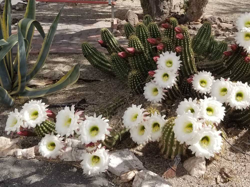 Cactus with flowers by a bench at DESERT GOLD RV RESORT