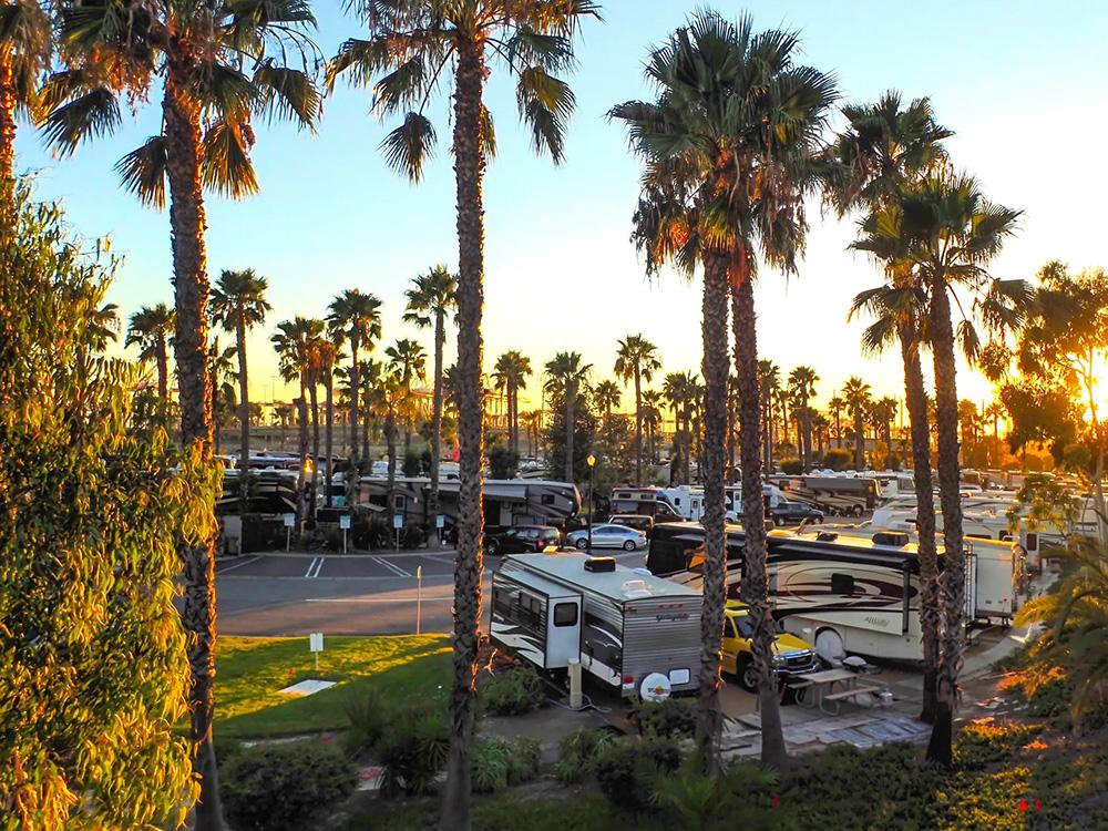 Parked RVs and palm trees at GOLDEN SHORE RV RESORT