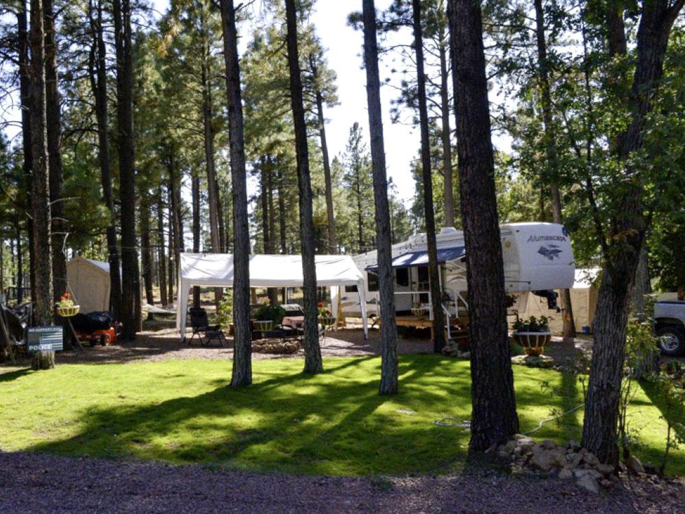 Trees around a tent at HAPPY JACK LODGE & RV RESORT