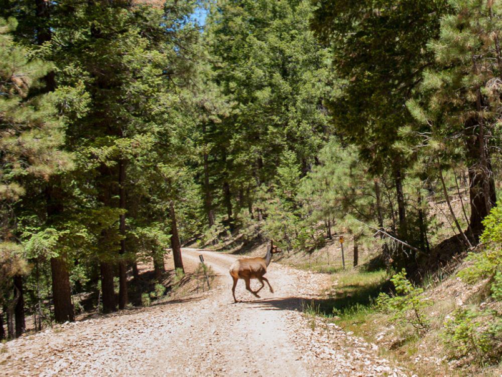 Deer crossing the road at HAPPY JACK LODGE & RV RESORT