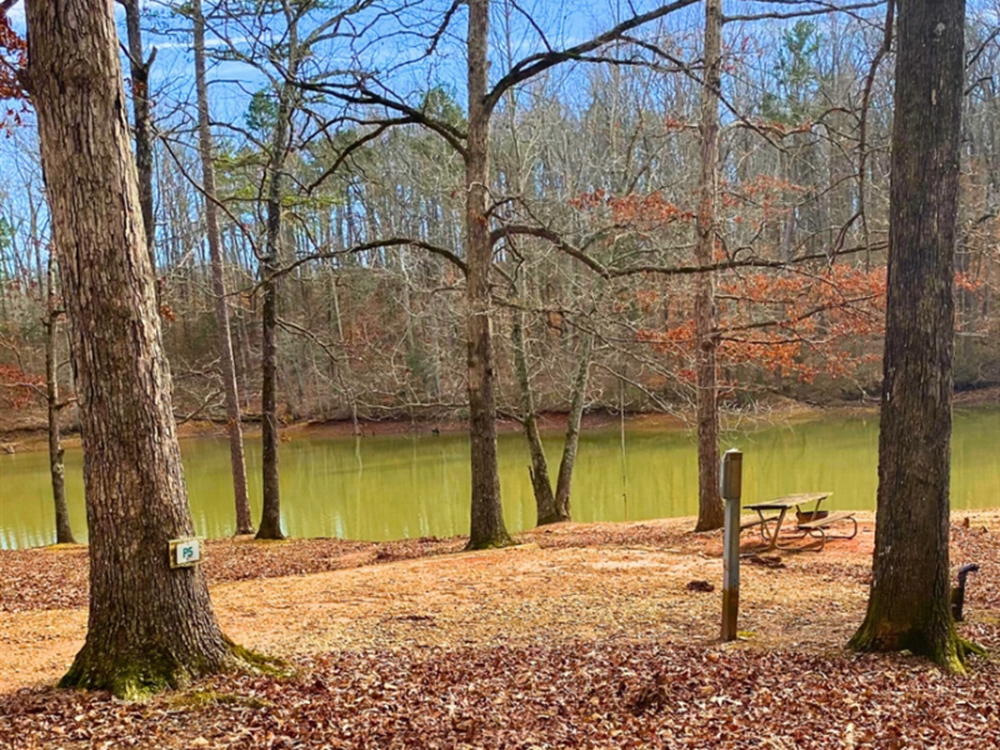 Trees by the water The Point RV at Lake Hartwell