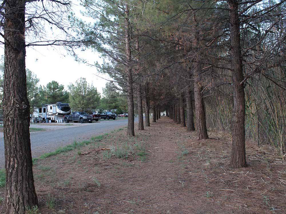 A row of trees next to the road at LOST ALASKAN RV PARK
