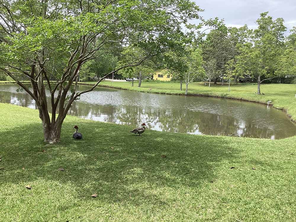 Ducks sitting under a tree at COUNTRY SIDE RV PARK