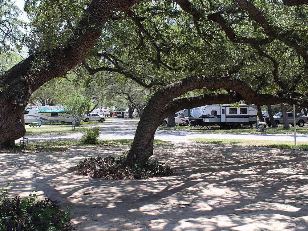 A large tree next to an RV site at QUAIL SPRINGS RV PARK