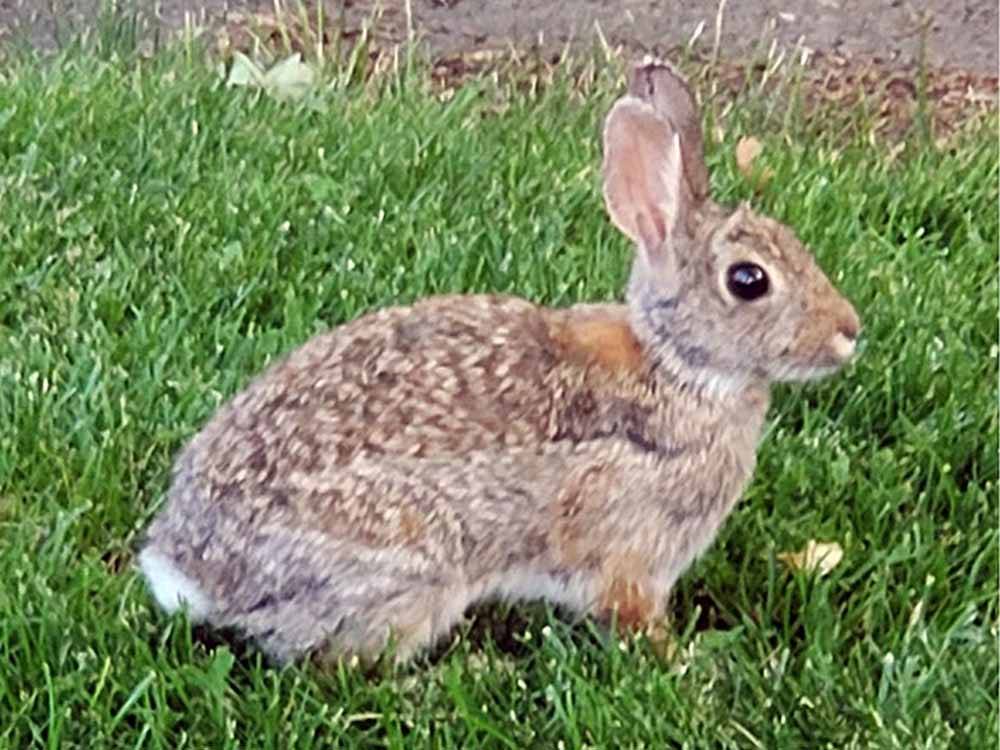 A brown bunny rabbit in grass at PILOT RV PARK
