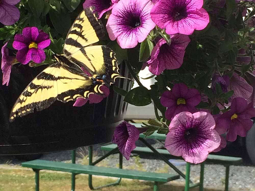 Butterfly perched on flowers at BELLINGHAM RV PARK