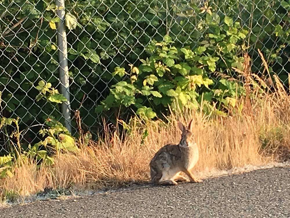 A wild rabbit scoping out the situation at BELLINGHAM RV PARK