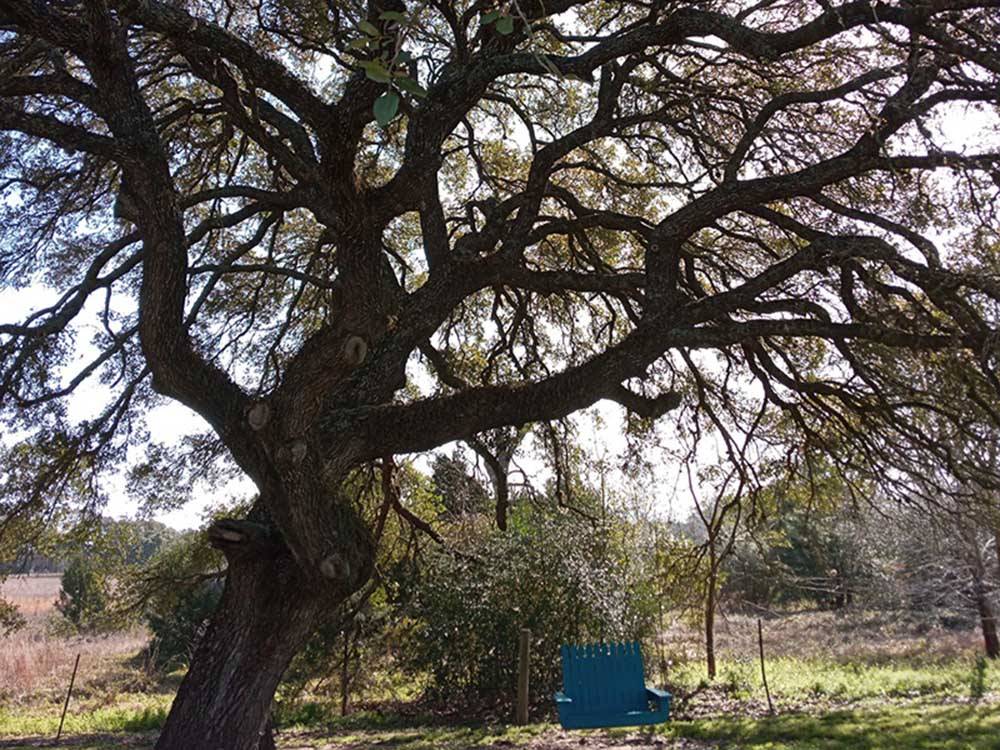 A chair swing on the tree at WHISPERING OAKS RV PARK