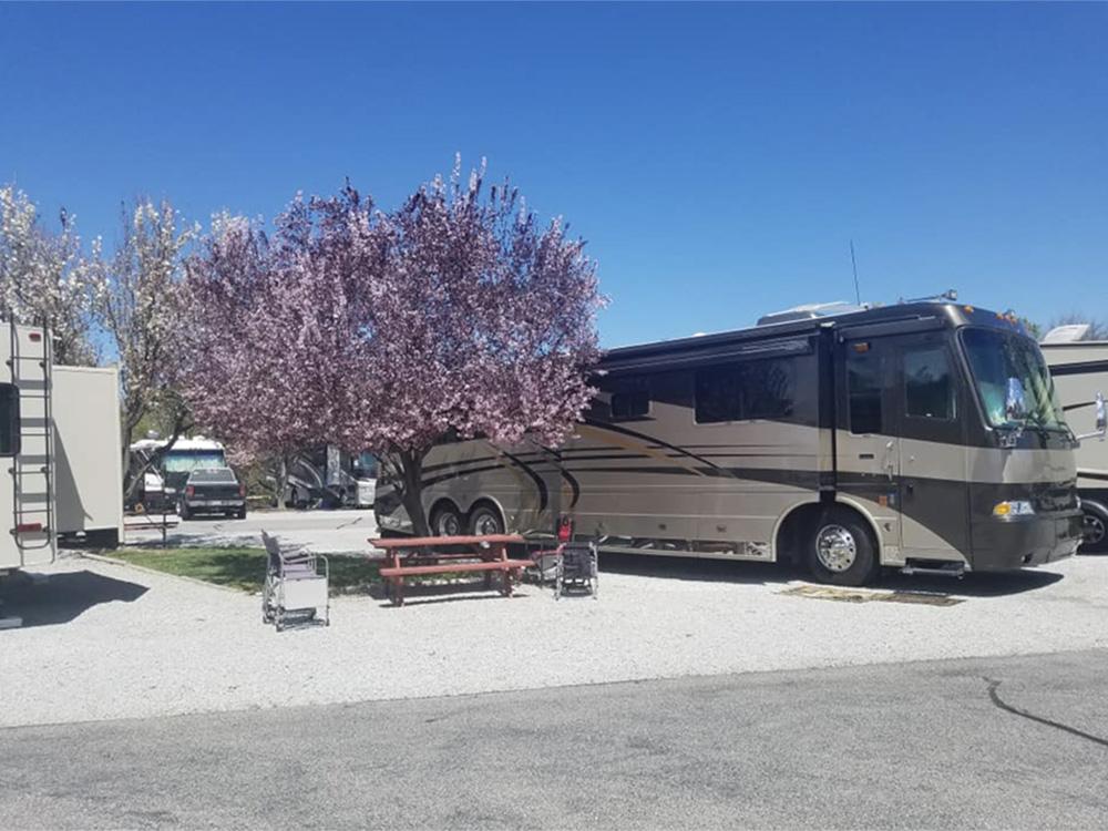 RV parked next to a cherry blossom tree at PASO ROBLES RV RANCH