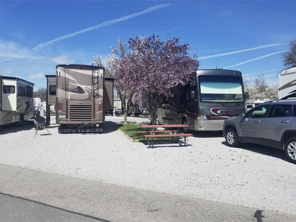 RVs, picnic table and cherry blossom tree at PASO ROBLES RV RANCH