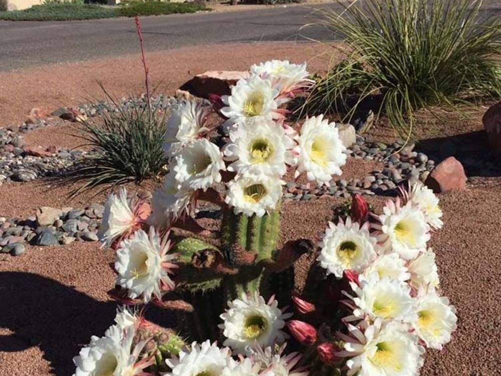 Cactus flowers at Rancho Verde RV Park