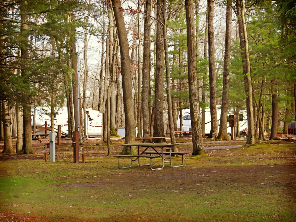 Panic under the trees at Campers Paradise Campground