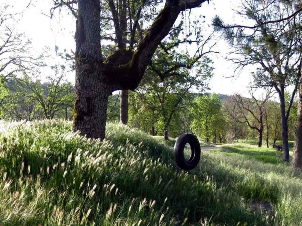 Tire Swing at Sequoia