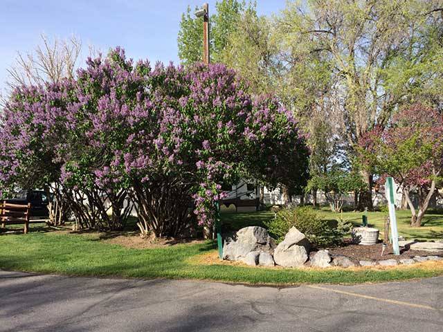 Lilac bushes in bloom