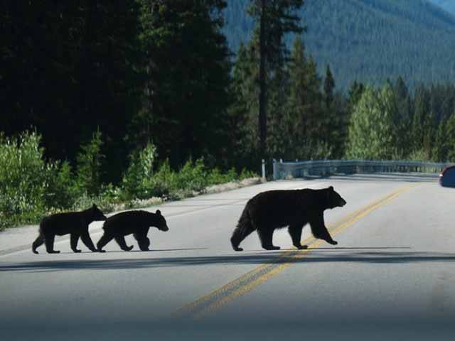 You might jus spot a bear while you're here