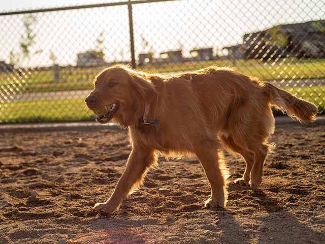Go ahead, bring Fido! Northern Quest RV Resort is dog-friendly and features an on-site dog park.