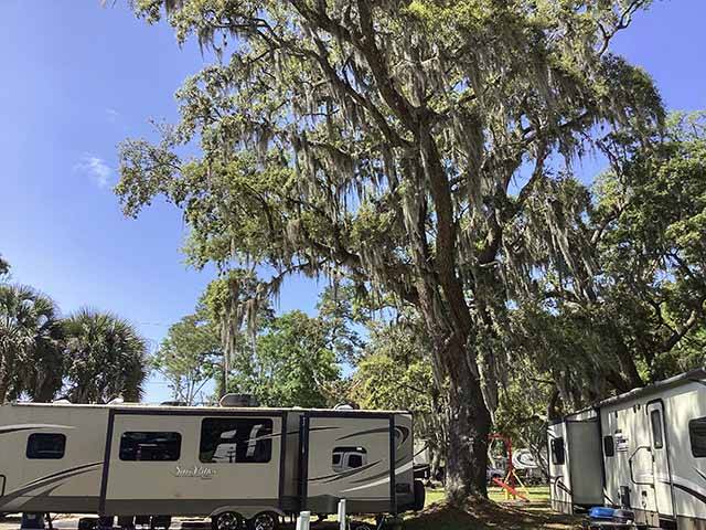 Spanish moss covered trees