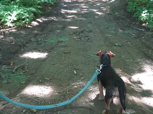 We have a special walking trail for pets