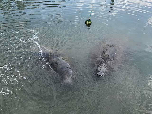 Our Summer Manatee Visitors