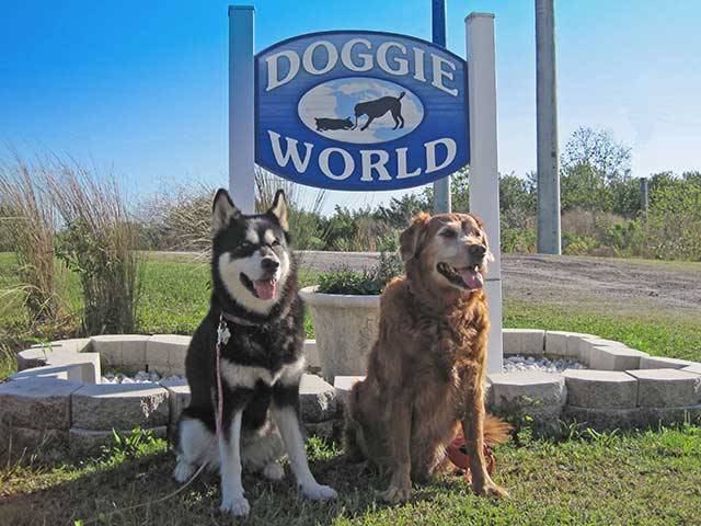 Doggie World for unleashed fun.