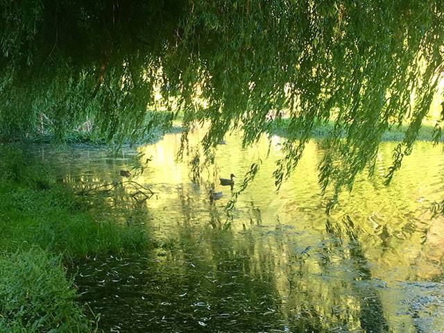 Watch the ducks and cranes, listen to the bullfrogs and enjoy our lawns and trees. 