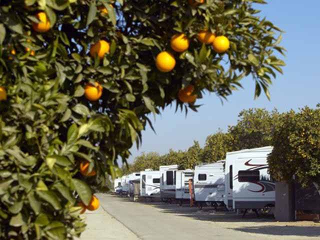 Orange Grove RV Park