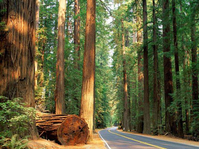 Avenue of the Giants may inspire and amaze you