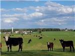 View larger image of Cows grazing in the country at GREENVILLE FARM FAMILY CAMPGROUND image #6