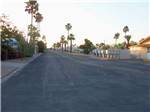 View larger image of Paved road and palm trees  at HO HO KAM RV PARK image #5