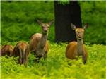 View larger image of A group of deer in a field at DEAN CREEK RESORT image #12