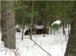View larger image of Deer in the snow at LAKE DUBAY SHORES CAMPGROUND image #3