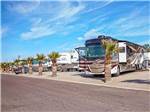 RVs and truck and trailers camping with small palm trees in front at ENCORE SUNI SANDS - thumbnail